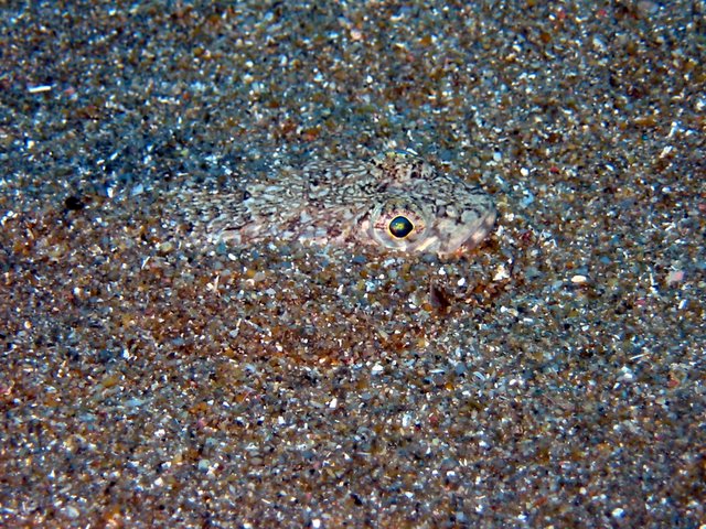 Muraena helena, Synodus saurus e Bothus podas